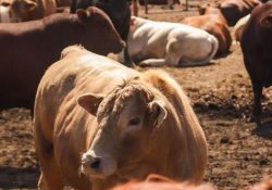 ‘Nuevo León se mantiene libre del gusano barrenador’, aseguran ganaderos