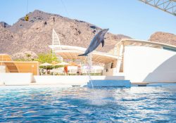 El Delfinario Sonora en riesgo por Reforma a la Ley de Vida Silvestre