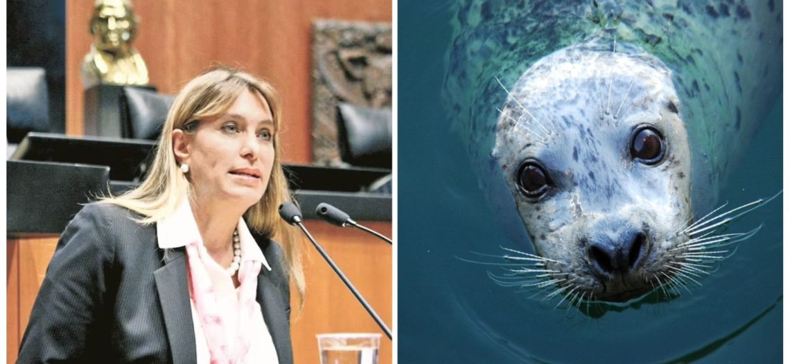 Prohíben mamíferos marinos en espectáculos, como lobos y delfines; diputados ajustarán modificaciones al decreto