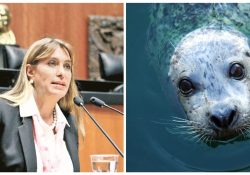 Prohíben mamíferos marinos en espectáculos, como lobos y delfines; diputados ajustarán modificaciones al decreto