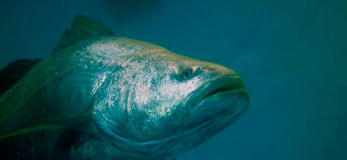 Acuerdos del Senado, permitirán exportar totoaba