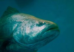 Acuerdos del Senado, permitirán exportar totoaba