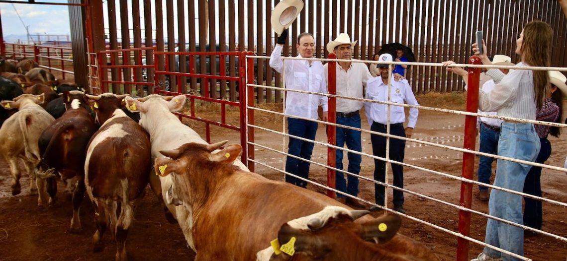 Gobernador Durazo reanuda exportación de ganado a Estados Unidos