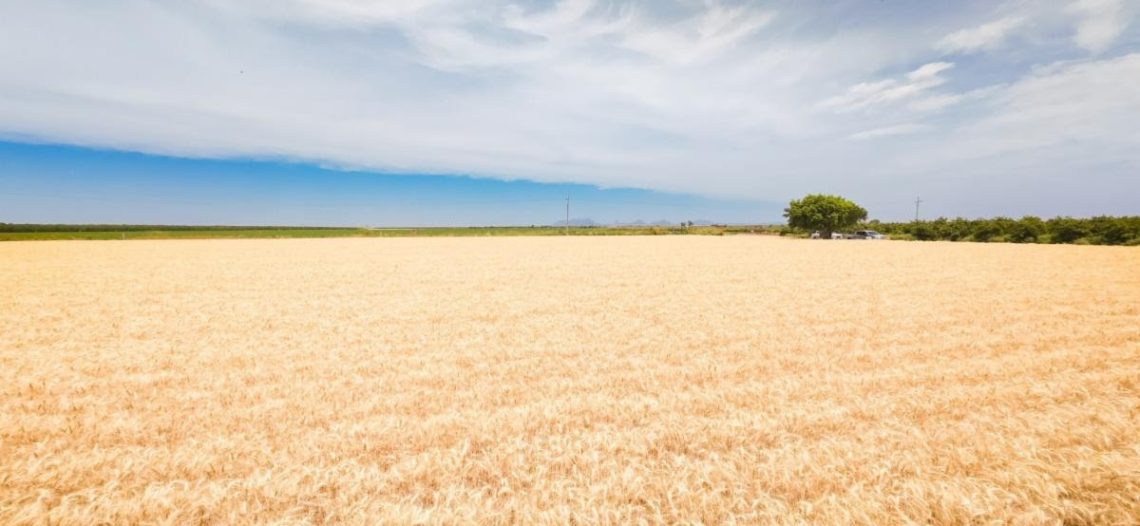 Impulsa Gobierno de Sonora apoyo emergente para productores de trigo cristalino