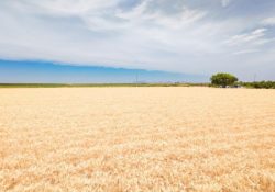 Impulsa Gobierno de Sonora apoyo emergente para productores de trigo cristalino
