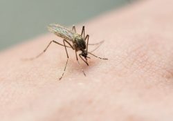 Dengue en aumento en México; se reportan 567 casos en una semana