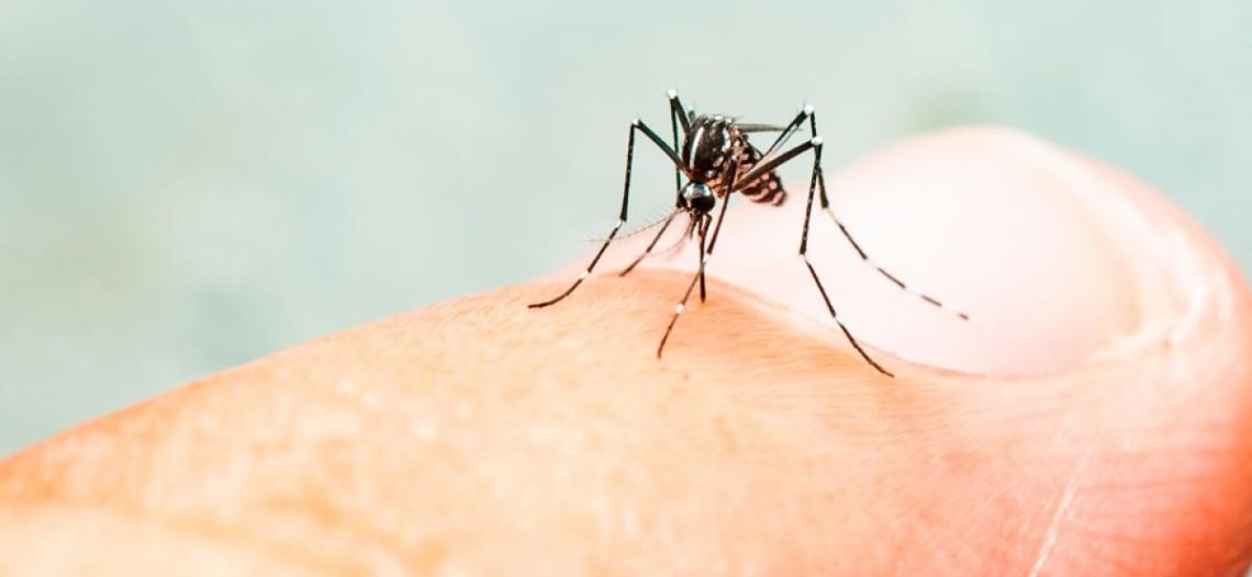 Sonora supera 2 600 contagios de dengue en 2025; confirman 5 muertes