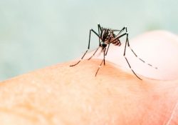 Advierten repunte de dengue en Sonora tras el paso de ‘Lorena’