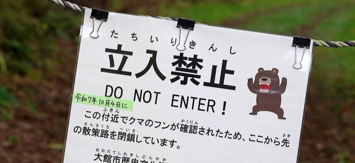Ataques de osos aterrorizan Japón; van 13 personas muertas por feroces ataques