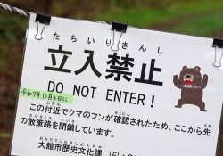 Ataques de osos aterrorizan Japón; van 13 personas muertas por feroces ataques