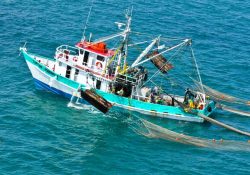 Expertos alertan riesgo creciente en el 50% de las pesquerías mexicanas