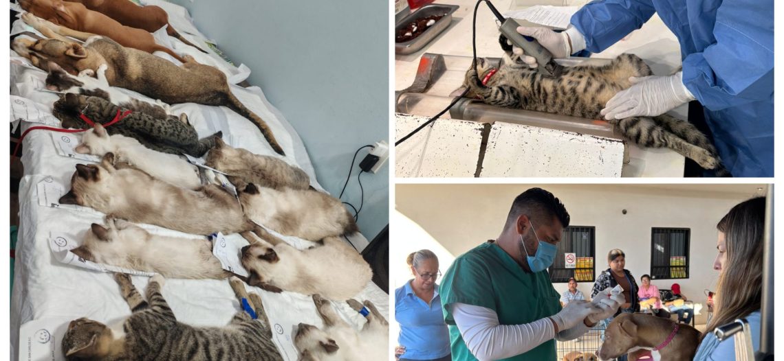 Rebasan 600 esterilizaciones de mascotas en SBPA este fin de semana