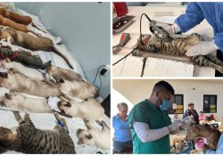 Rebasan 600 esterilizaciones de mascotas en SBPA este fin de semana