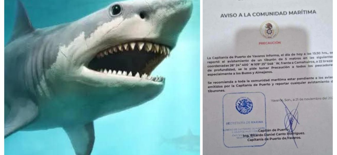 Alertan a comunidad pesquera por avistamiento de tiburón.