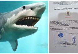 Alertan a comunidad pesquera por avistamiento de tiburón.