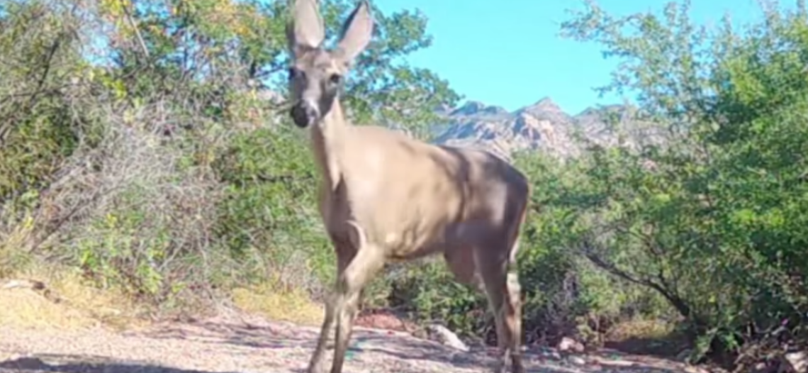 Peligra hábitat del venado cola blanca en la Sierra del Aguaje