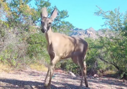 Peligra hábitat del venado cola blanca en la Sierra del Aguaje