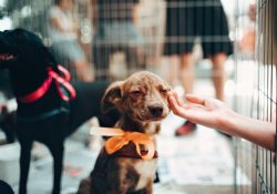 PVEM impulsa iniciativa para fomentar la adopción responsable de mascotas en México