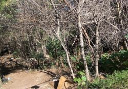Antiguo parque infantil de Guaymas, un riesgo para la salud y la seguridad pública