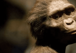 ¿Por qué se le llama “Lucy” a la famosa australopiteca prehistórica?