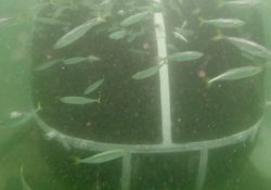 San Carlos tiene ya el primer museo submarino naval de México