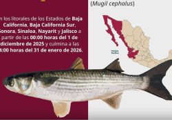 Inicia veda a la lisa por dos meses en el Pacífico mexicano
