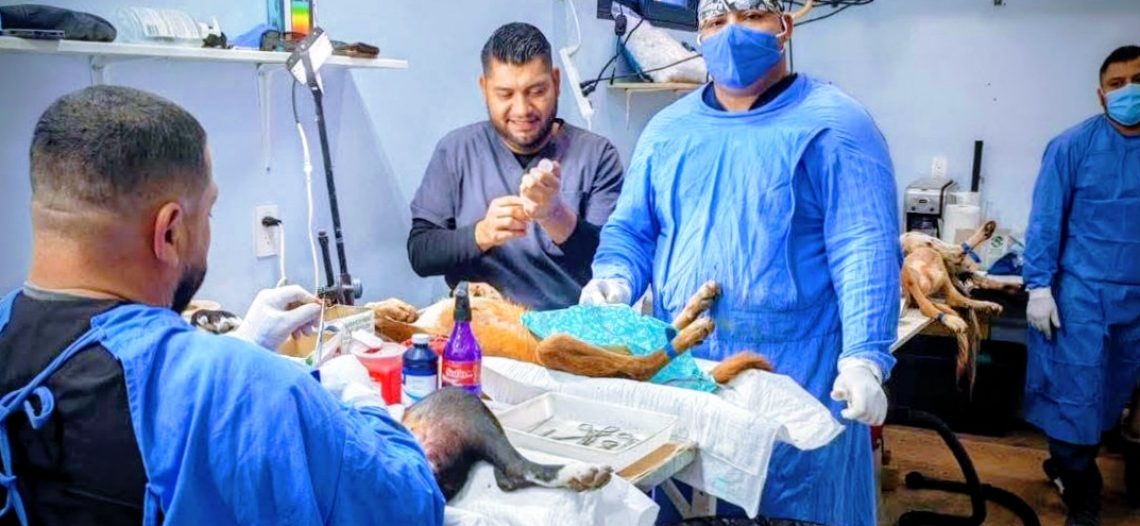 Anuncian última campaña de esterilización del año