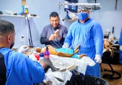 Anuncian última campaña de esterilización del año