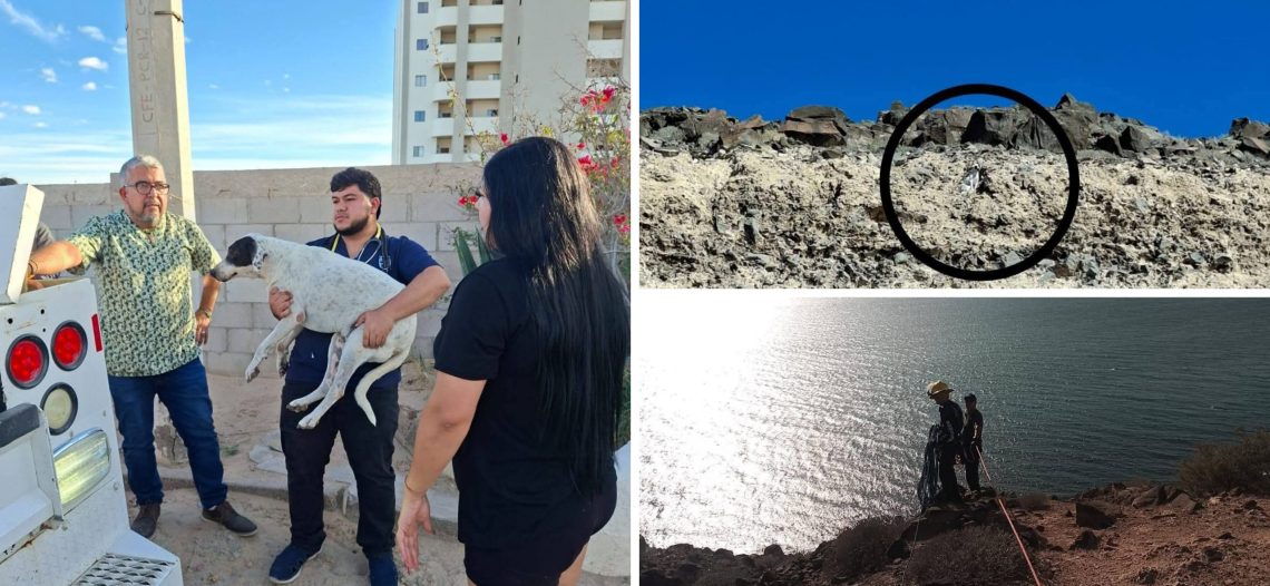 Rescatan a perro en el cerro de La Ballena, en Puerto Peñasco