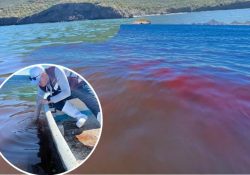Realizan muestreo por marea roja en Guaymas