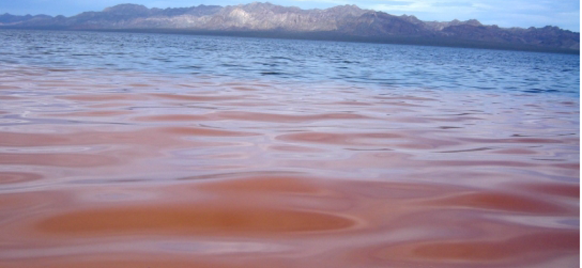 Alertan por marea roja en Guaymas