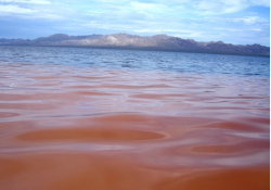 Alertan por marea roja en Guaymas