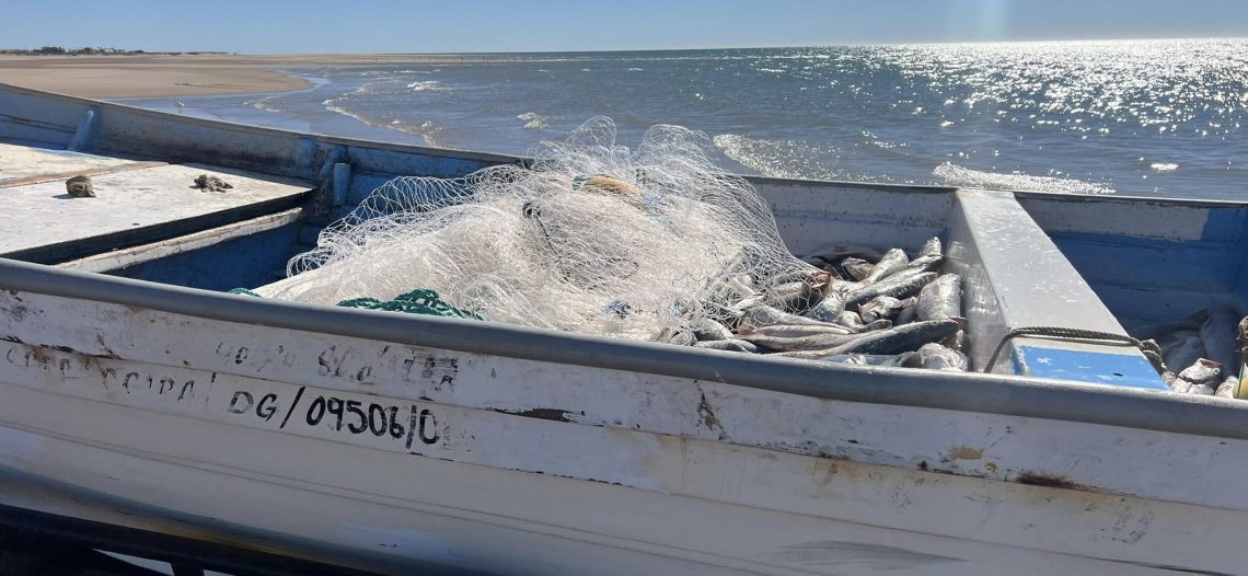Comienza arribo de pez curvina en el Alto Golfo
