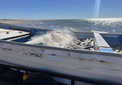 Comienza arribo de pez curvina en el Alto Golfo