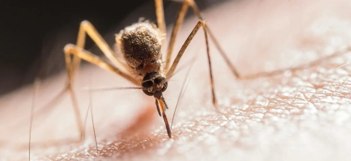 Confirman 5 casos de dengue en Guaymas Norte: autoridades intensifican acciones preventivas