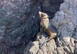 Coordinan operativo con PROFEPA por lobo marino enmallado en San Carlos