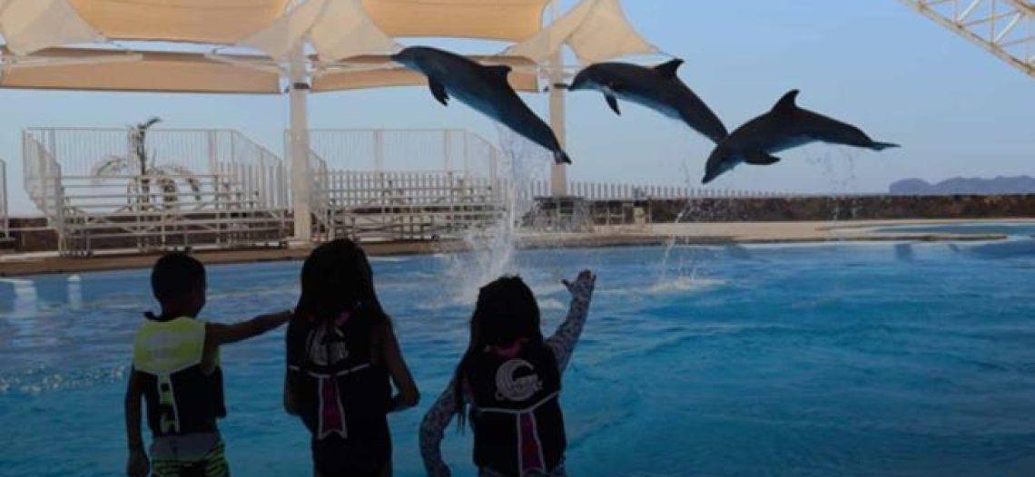 Delfinario Sonora opera con normalidad en San Carlos pese a cambios por la nueva Ley de Vida Silvestre