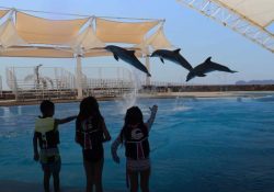 Delfinario Sonora opera con normalidad en San Carlos pese a cambios por la nueva Ley de Vida Silvestre