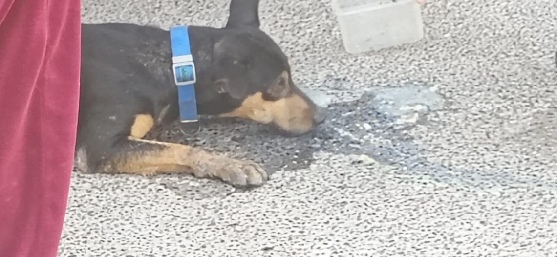 Denuncian envenenamiento intencional de perro en la colonia Delicias de Guaymas