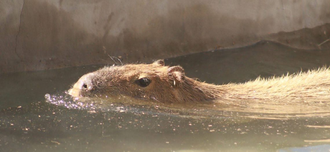 Crece afluencia al Centro Ecológico por Capibara