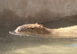 Crece afluencia al Centro Ecológico por Capibara