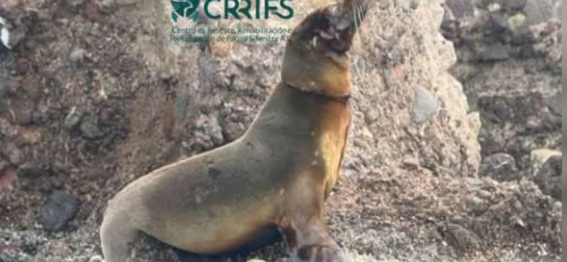 Muestra favorable evolución lobita marina
