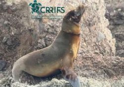 Muestra favorable evolución lobita marina