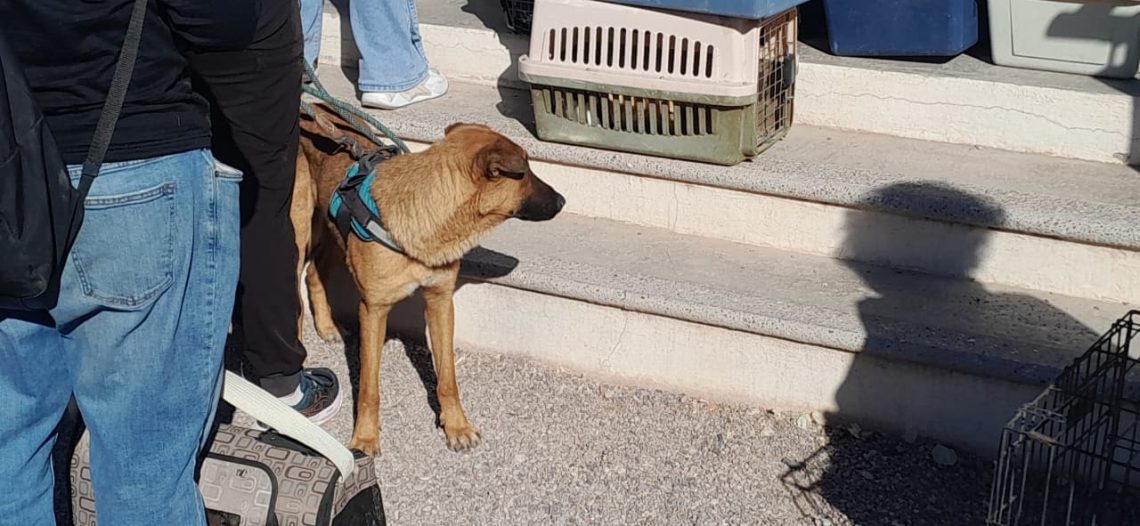 SBPA San Carlos realiza primera jornada de esterilizaciones del año con más de 300 cirugías gratuitas