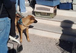 SBPA San Carlos realiza primera jornada de esterilizaciones del año con más de 300 cirugías gratuitas