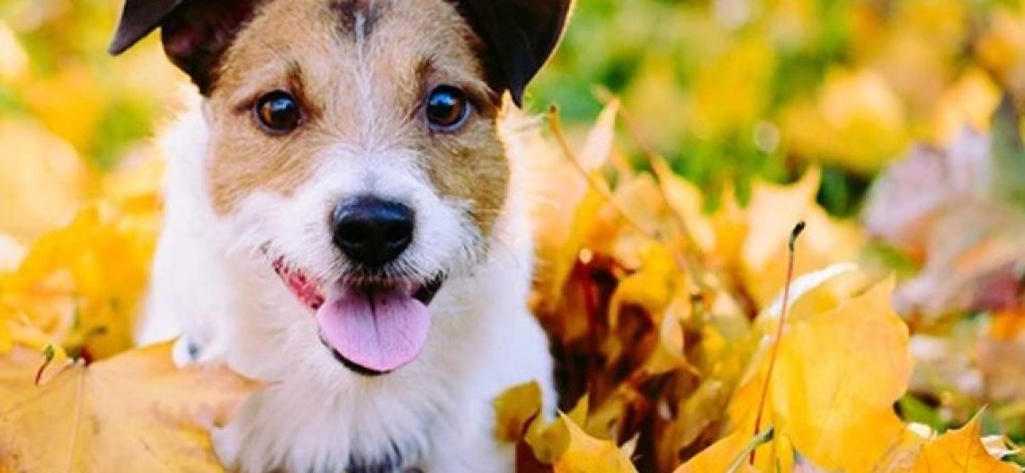 SBPA realizará una jornada de esterilización gratuita el 8 de febrero