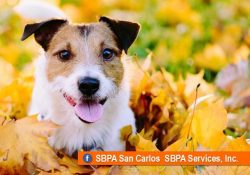 SBPA realizará una jornada de esterilización gratuita el 8 de febrero