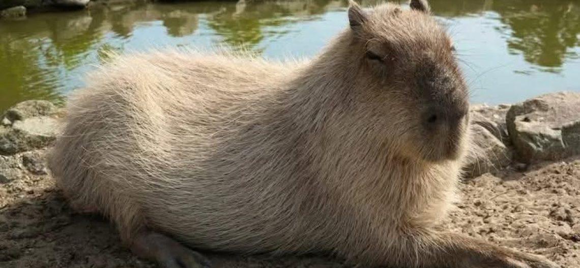 Un capibara llegará al Centro Ecológico de Sonora en 2026