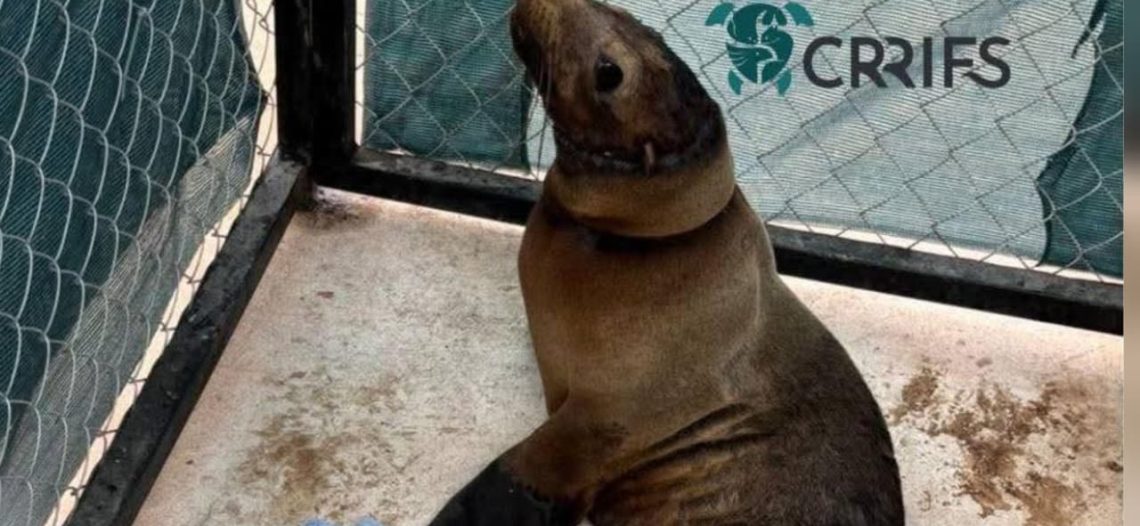 Evoluciona salud de lobita marina rescatada en  San Carlos