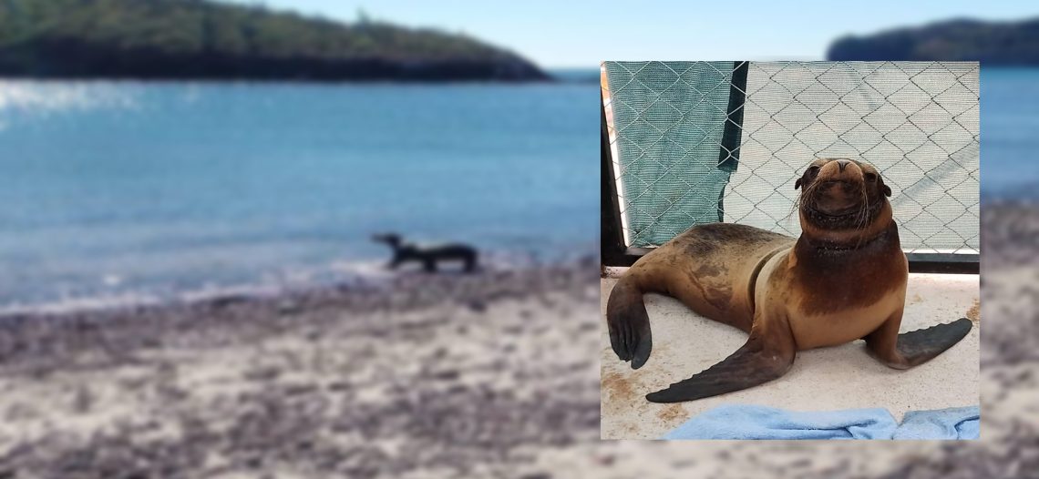 «Dan de alta» a lobita marina y vuelve al mar